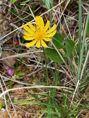 Microseris borealis