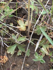 Lithophragma heterophyllum