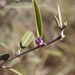 Hovea parvicalyx - Photo (c) Ian McMaster, some rights reserved (CC BY-NC), uploaded by Ian McMaster