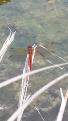 Libellula needhami