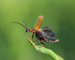 Rhagonycha nigriventris