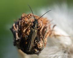 Oedemera