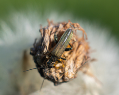 Oedemera