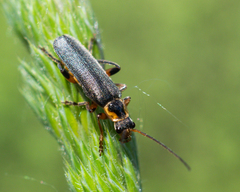 Cantharis nigricans
