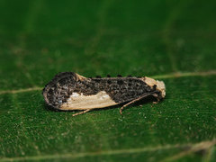 Monopis monachella