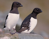 Dovekies - Photo (c) IanLJones, some rights reserved (CC BY-NC), uploaded by IanLJones
