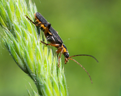 Cantharis nigricans