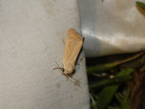 Arenostola phragmitidis