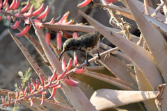 Aloe asperifolia image