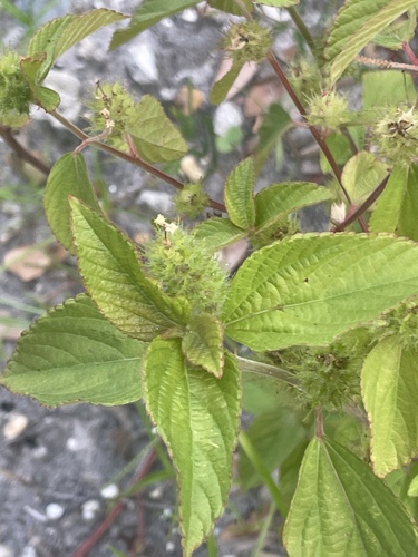 Image of Acalypha arvensis by (c) Kristály Cravens-Liszak, some rights reserved (CC BY)