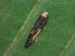 Monopis monachella