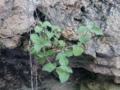 Silene hoefftiana