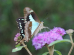Papilio phorcas