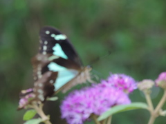 Papilio phorcas