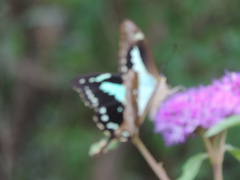 Papilio phorcas
