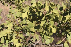 Terminalia aridicola