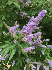 Vitex agnus-castus