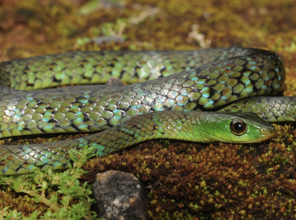 Usambara Green Snake