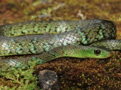 Usambara Green Snake photo 1
