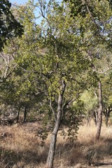 Terminalia aridicola