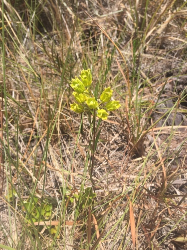 Asclepias pedicellata image