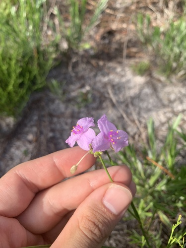 Image of Callisia ornata by no rights reserved