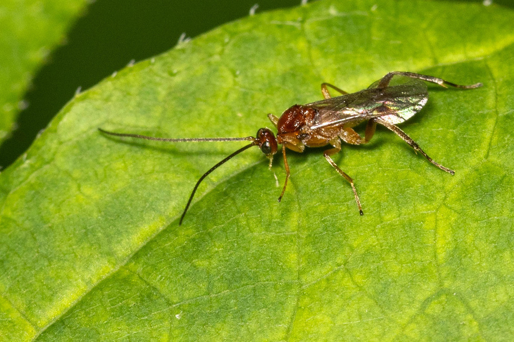 Basket-cocoon parasitoid from Naga-Waukee Park on July 15, 2024 at 12: ...