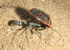 Platythyrea lamellosa