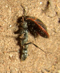 Platythyrea lamellosa