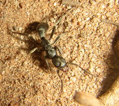 Platythyrea lamellosa