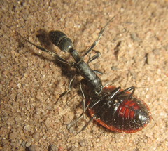 Platythyrea lamellosa