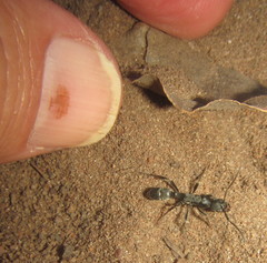 Platythyrea lamellosa