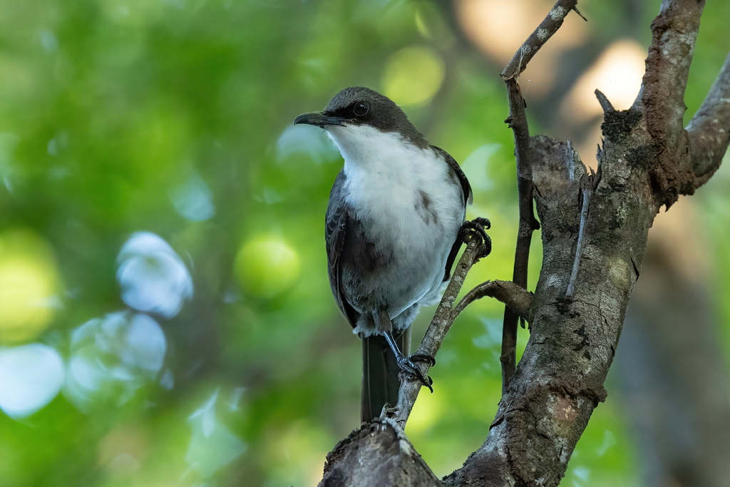 White-breasted Thrasher