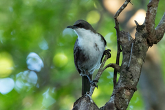 White-Breasted Thrasher photo 2