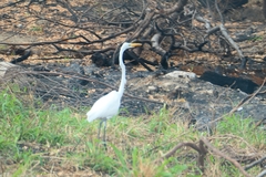 Ardea alba
