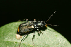 Clanoptilus