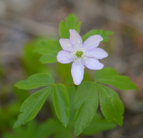 Anemone oregana, photograph 4