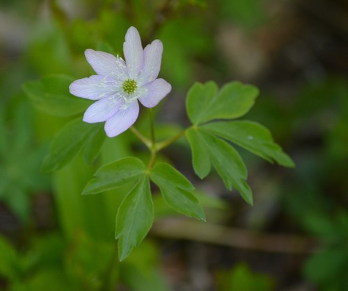 Anemone oregana, photograph 5