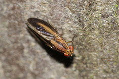 Peplomyza discoidea