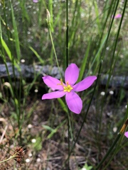 Sabatia stellaris