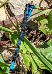 Enallagma annexum