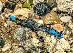 Enallagma annexum