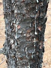 Pinus lambertiana