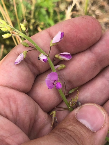 Image of Desmodium illinoense by no rights reserved