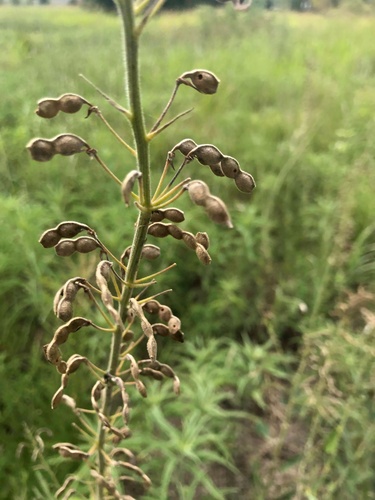 Image of Desmodium illinoense by no rights reserved