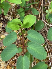 Sanguisorba officinalis