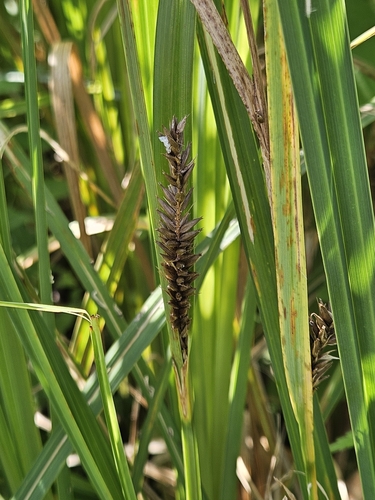 Image of Carex lacustris by (c) Mike Zifkin, some rights reserved (CC BY)