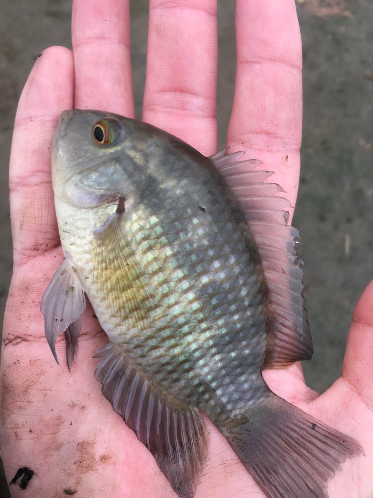 Chameleon Cichlid