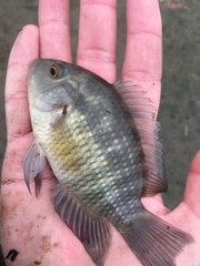 Chameleon Cichlid photo 1