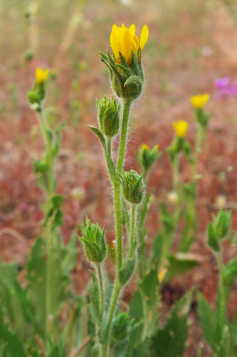 tacky goldenweed (Pyrrocoma hirta)